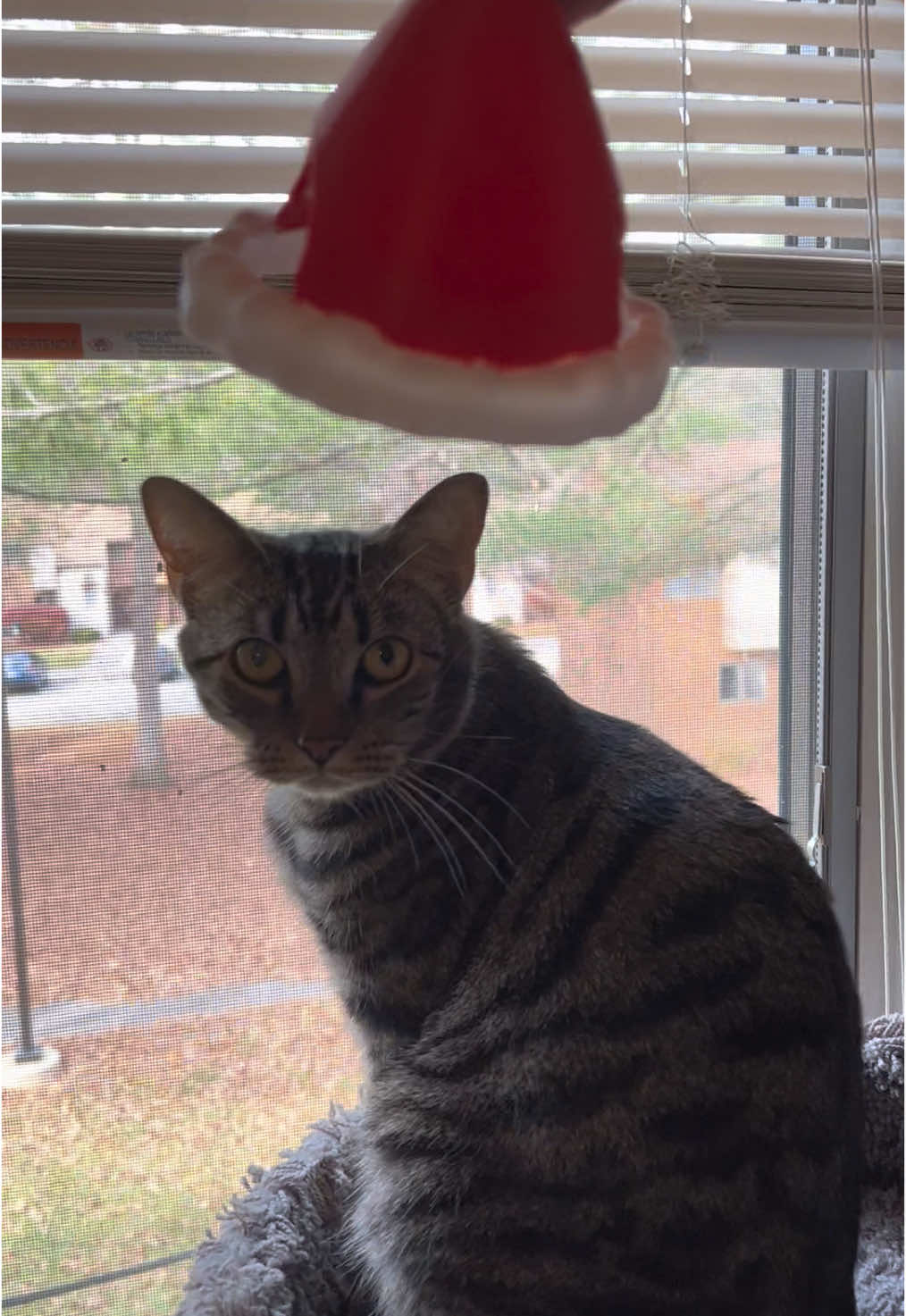 Santa Cat!! #bimbusprintables #3dprinting #catsoftiktok #costume #christmas #santa #santahat 