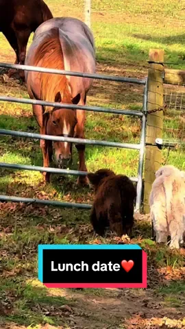 Kennedy had a lunch date with the 3 Ps🥹🐮 #pearlpepperandpeanut #minicows #minicowsoftiktok #babycows #broodmare #maresoftiktok 