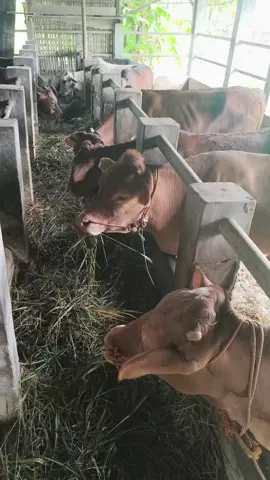hiburan peternak #sapi #beternak 