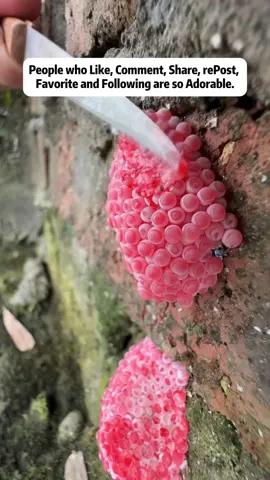 Apple snail eggs, easily recognizable by their bright pink or orange color, are laid in clusters above the waterline on plants and other structures. These eggs belong to various species of apple snails, aquatic mollusks that are often found in freshwater habitats. Originating from South America, these snails have been introduced into various ecosystems around the world, sometimes as part of the aquarium trade or for aquatic weed control. The introduction of apple snails into non-native environments can have significant ecological impacts. Their eggs hatch into voracious juveniles that grow quickly and consume vast amounts of vegetation. In ecosystems where they are invasive, apple snails can cause severe damage to aquatic plants, reducing biodiversity and altering habitats. This can lead to negative consequences for other species dependent on these plants for food and shelter, disrupting the entire aquatic food web. Moreover, the robustness of apple snail eggs contributes to the challenge of controlling their populations. The eggs have a unique calcium carbonate layer which protects them from desiccation and makes manual removal difficult. This protective layer ensures high survival rates, facilitating the rapid expansion of their populations in favorable conditions. In summary, while apple snails and their eggs can play a role in their native ecosystems, their presence in non-native areas is often problematic, leading to significant ecological disruptions and challenges in management and control. Crushing apple snail eggs is like crushing chicken eggs. It's not animal abuse because the eggs are not animals. #fyp #foryou #foryoupage #satisfying #satisfyingvideo #relax #relaxing #relaxingvideos #interesting #entertaining #invasivespecies #applesnail #applesnaileggs #snaileggs #snaileggcrushing #eggs #asmr #asmrvideo #asmrsounds #asmrtiktoks #asmrsound #asmrtiktok #nature #crush #crushing #crushingasmr #crunchy #crunchysounds #crunchyasmr #1minuteasmr #asmr1minute 