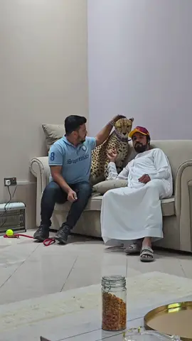 #noumanhassan8 #tiger 