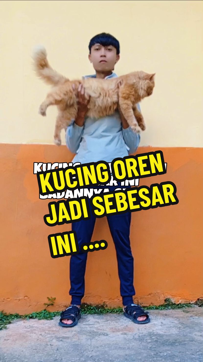 Kucing orenku jadi sebesar ini karena nutriflora#kucingoren #kucinggembul #kucingmakan #nutriflora #dewarangga #vitaminkucingdewarangga 