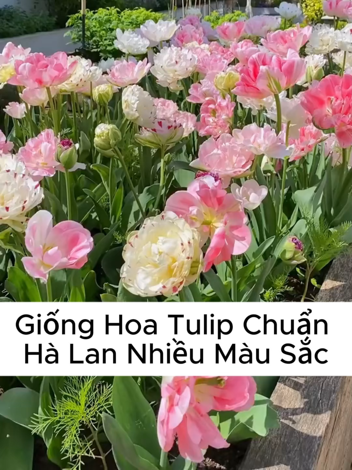 Giống Hoa Tulip Hà Lan Đủ Màu Sắc Nở Hoa Dịp Tết Siêu Dễ Trồng. Củ Hoa Tulip To Khỏe Dễ Nảy Mầm, Mọi Người Trồng Thử Đi Nha #hoa #hoatulip #tulip #cuhoatulip #tronghoa