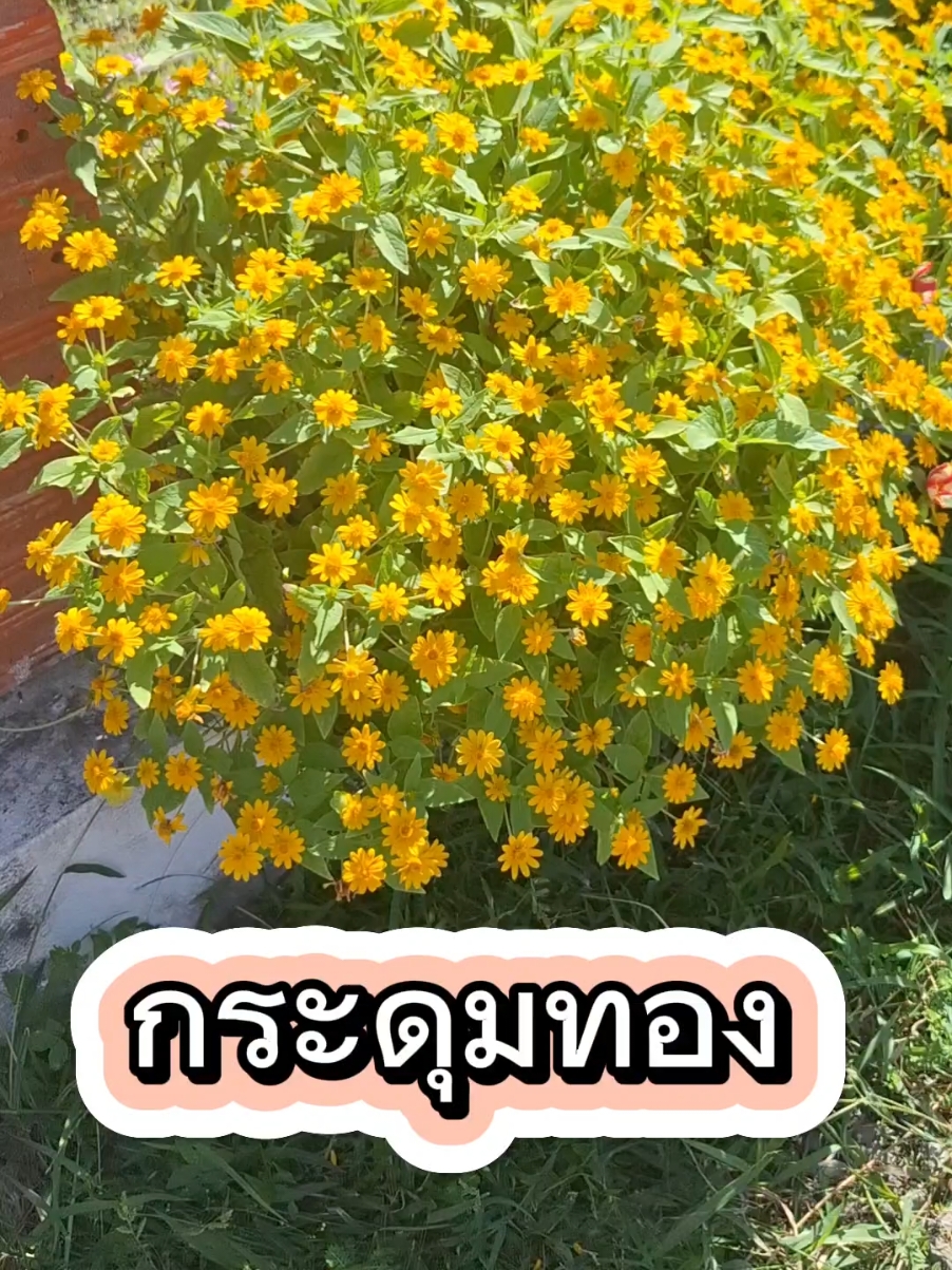 #กระดุมทอง  #พืชทนร้อน  #พืชเมืองร้อน  #เบญจมาศเครือ  #ปลูกดอกไม้ 