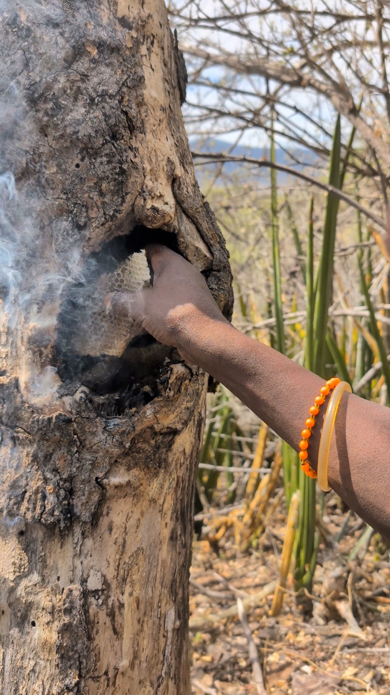 Have you tried a natural hone So delicious 😋😋#tiktok #africatribes #villagelife #hadzabetribe #USA 