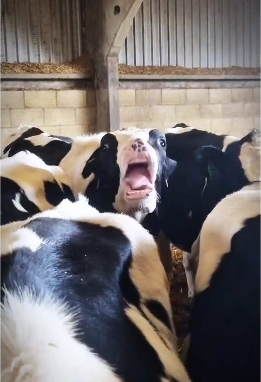 Funny cow 🤣#funny #animal #cow #behavior #hilarious #farmlife #farm #cute #🤣🤣🤣 