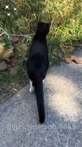 Funny cat #cat #catsoftiktok#catlover #funny #funnyvideos #foryou #fypage #fypツ#funnycat #funnytiktok #cats