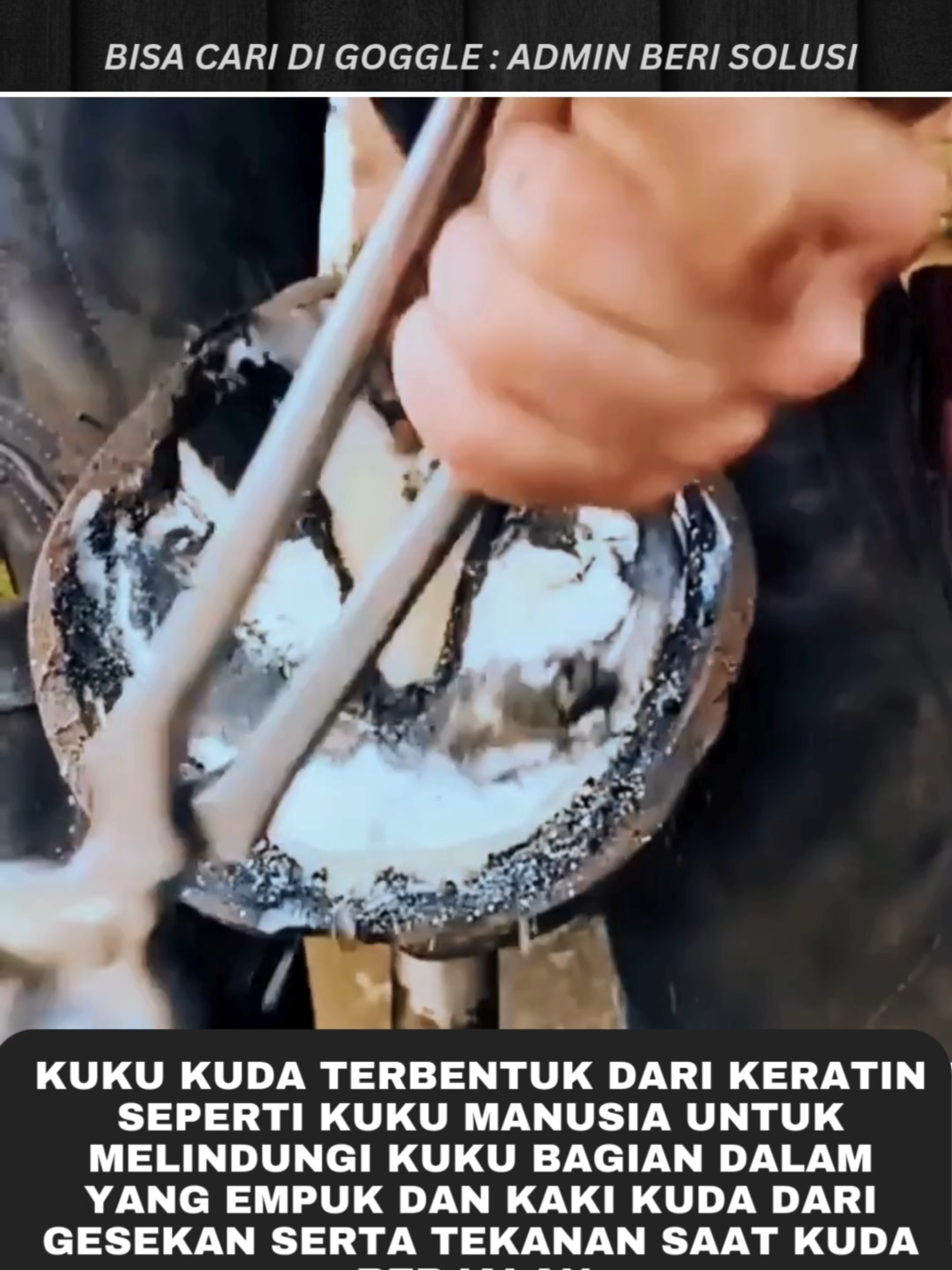 Perbaikan Kaki Kuda #animal #hewan #perbaikan #kuda #kudalucu #binatang #liars #fyp #cupcut #capcut #tren #trending #trendingvideo