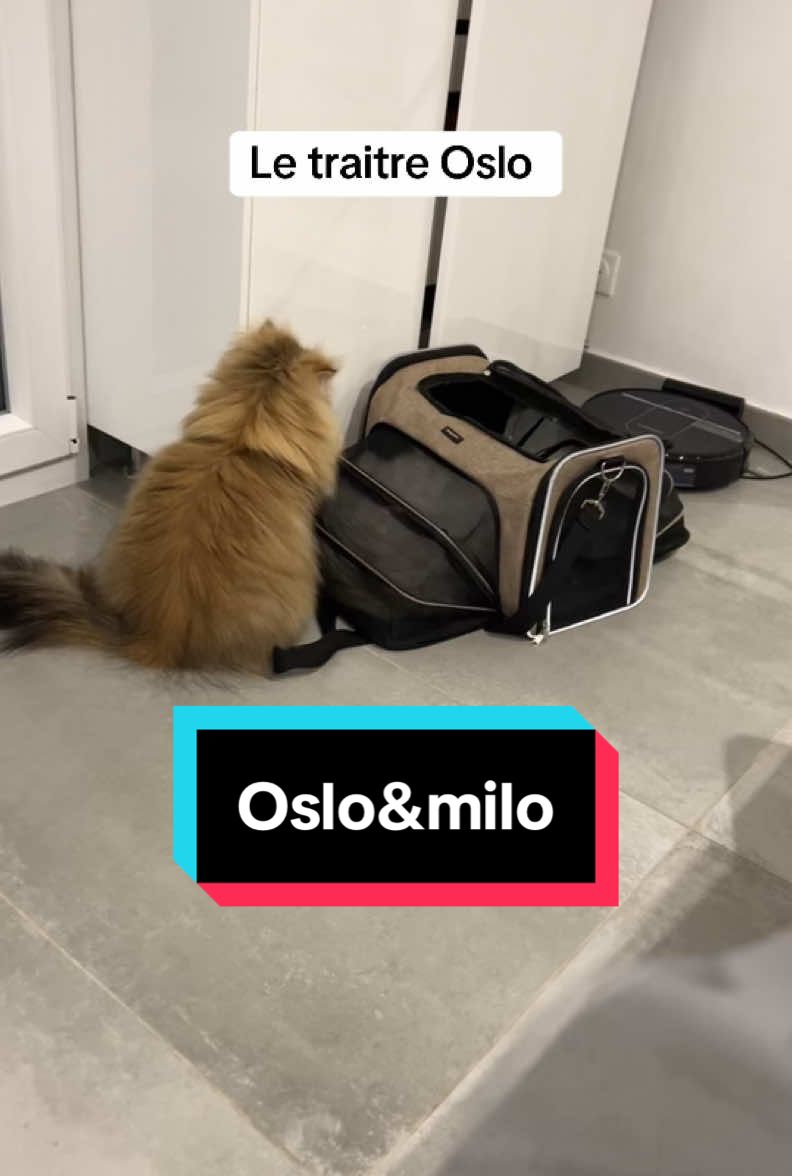 Ils me font rire #oslo #milo#chat #jeu #chat #chaton 