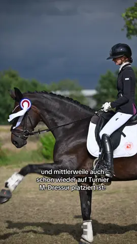 6 Monate nur locker vorwärts abwärts und Konditionsaufbau, danach dann etwas an der Kraft gearbeitet und die ersten Turniere gestartet🥰🐴 Kräftemässig ist sie jetzt nach einem Jahr immer noch nicht auf dem Stand von vor dem Fohlen, aber das braucht auch einfach etwas mehr Zeit! Bin so stolz auf mein Muttipferd😍🐎