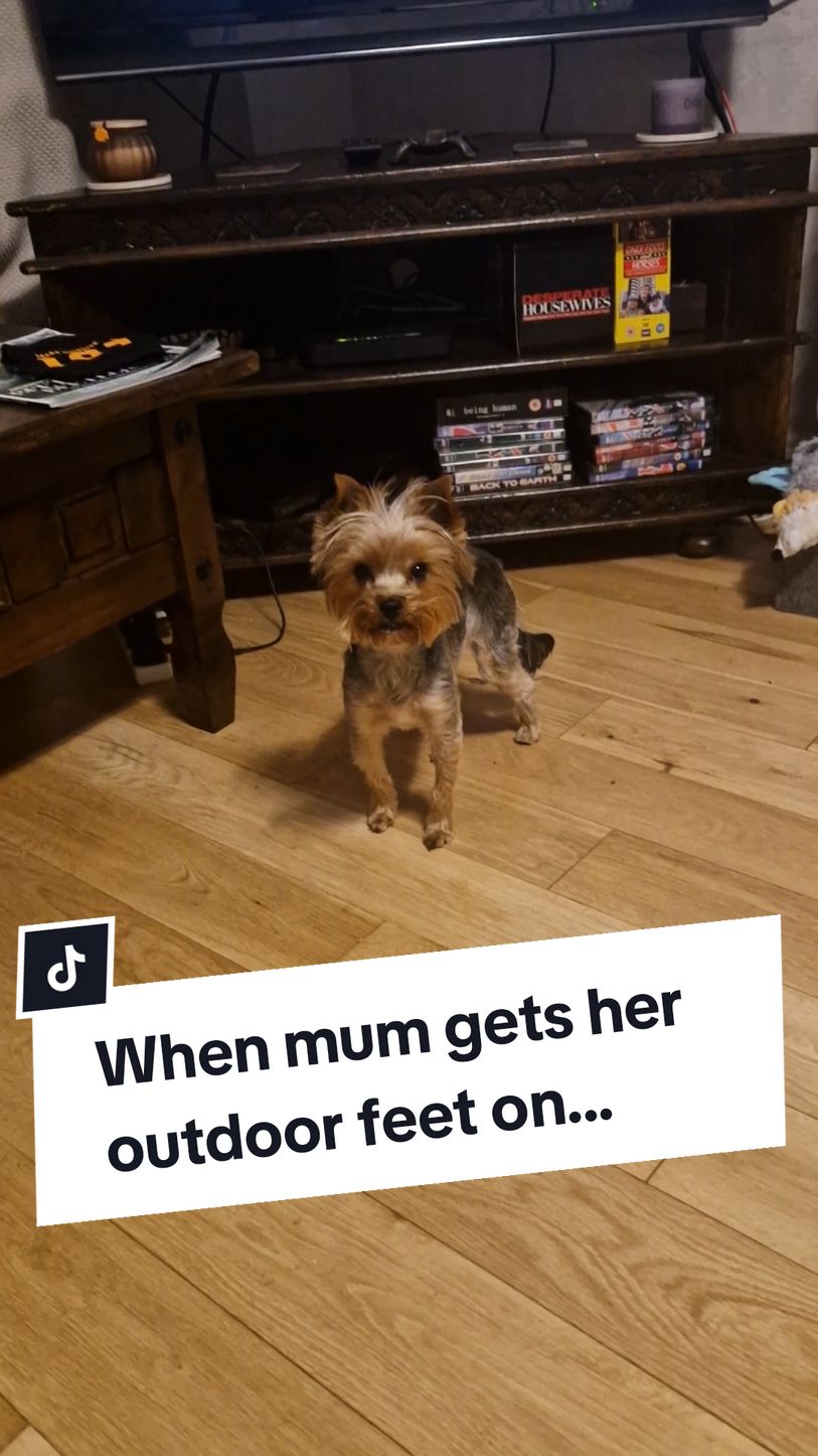 Its the way she looks so disappointed in me that makes this worse 😅🥺 #yorkiesoftiktok #yorkshire_terriers #yorkshire_terrier #yorkiemom #yorkiemum #yorkieslife #yorkiemummy #yorkiemommy #yorkiesofficial #yorkshireterrier 