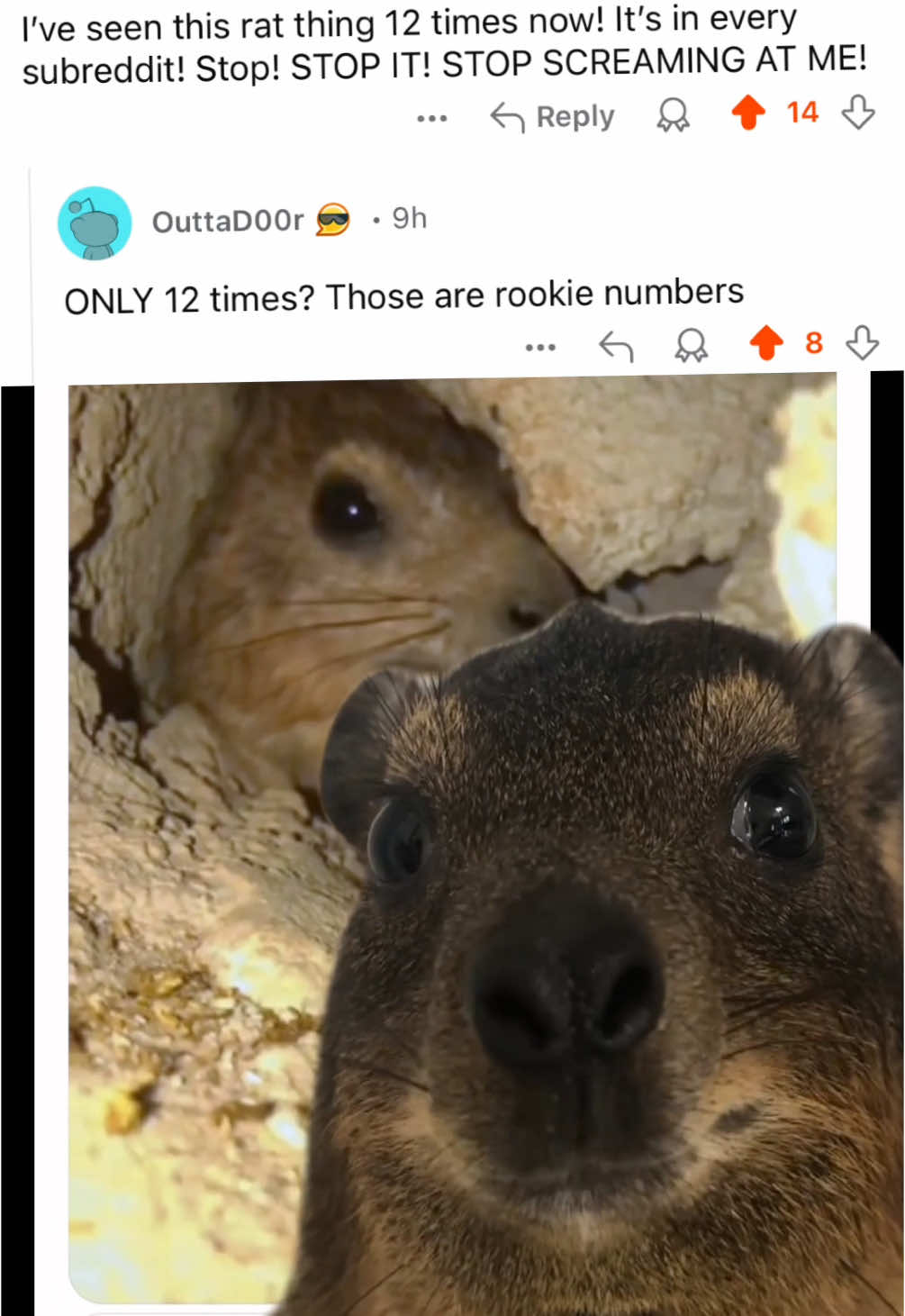 Reddit finally knows about hyraxes, too.  Their popularity is growing stronger with every passing day, at this rate.  #hyrax #hyraxmeme #incrediblesmeme #reddit #capybara 