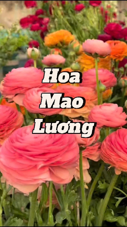 Hoa mao lương. #caycanh #hoamaoluong #hatgionghoamaoluong 