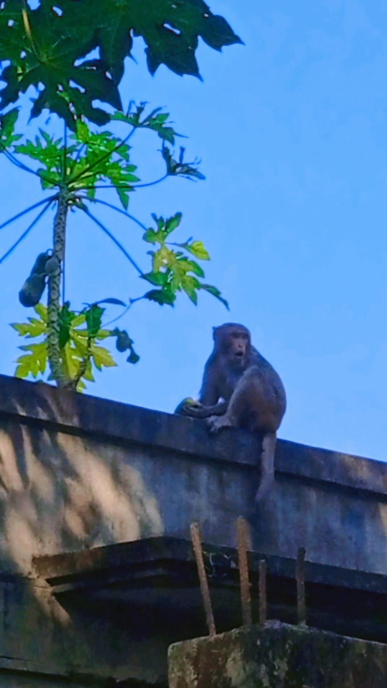 আজ আমাদের গাছের পেঁপে খেয়ে  নিলো বানোর 🐒 #🐒বানোর  টা অনেক কিউট ছিল 😍