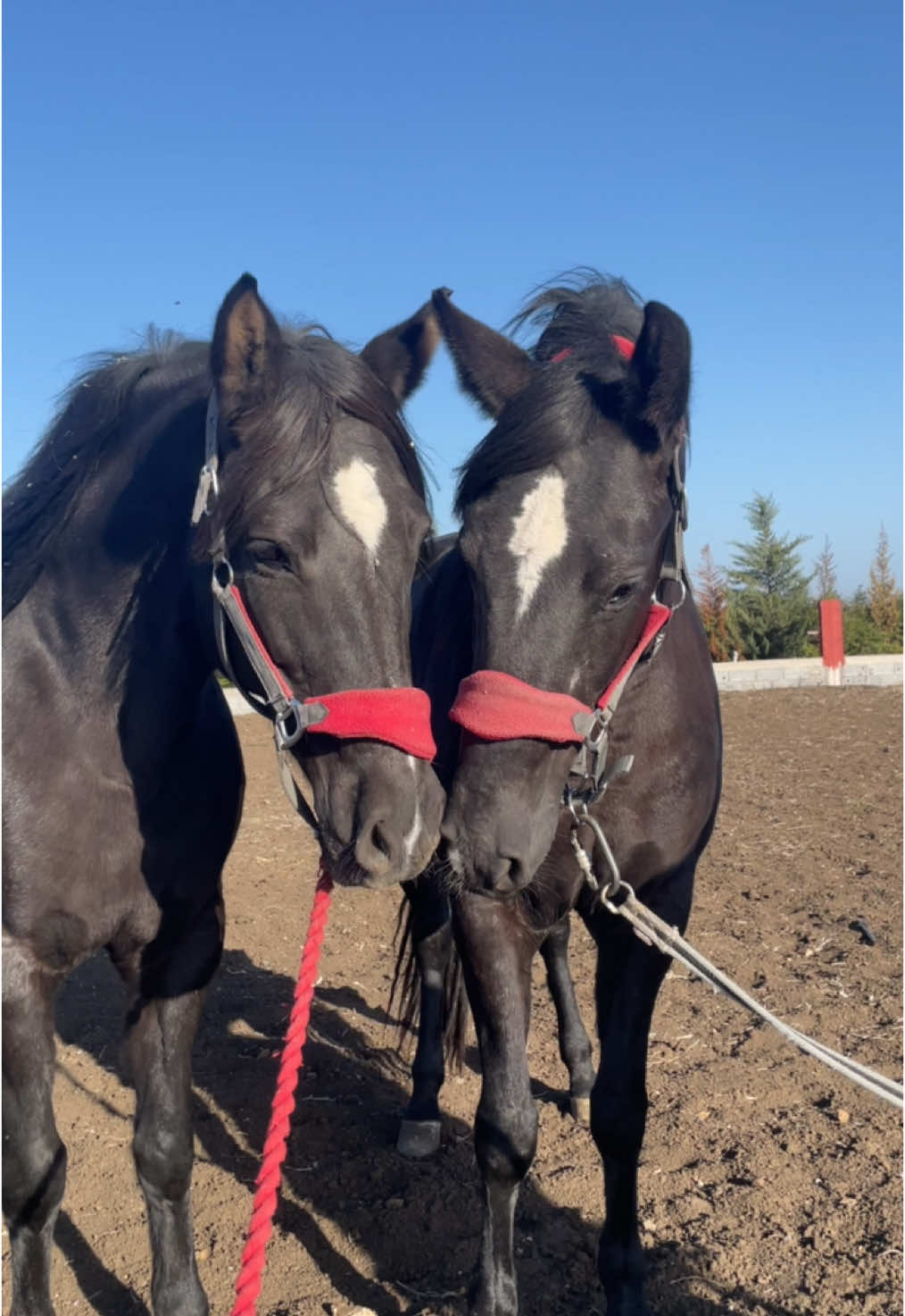 Oumnia et dijlat 🌸😍 #tbourida_maroc #maroc #خيل_عشق_لا_ينتهي #horse 