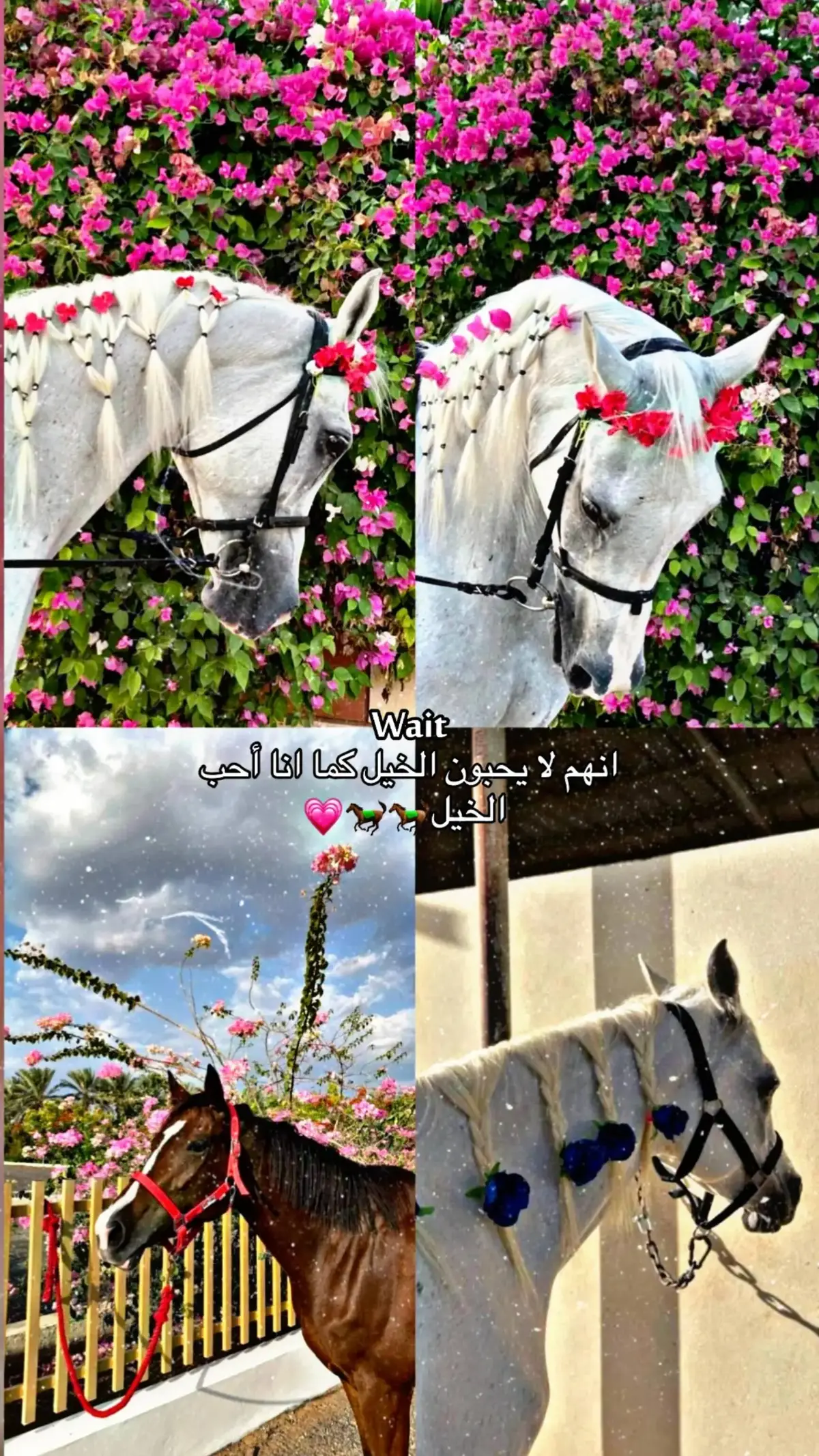 #ᥣ᥆᥎ᥱ #تصاميم #خيل_وخياله🐎 #fyp #fyp #fyp #viral 