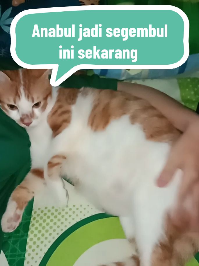 Si Mungil sekarang udah jadi Si Gembul 🤗 , Rahasianya karena rutin kasih vitamin Big Cat dari @Dewarangga ,Yuk samaan 🤗 #vitaminkucing #vitaminanabul  #dewaranggacattery #bigcatdewarangga #cutecatrevolution #dewarangga #fyp 