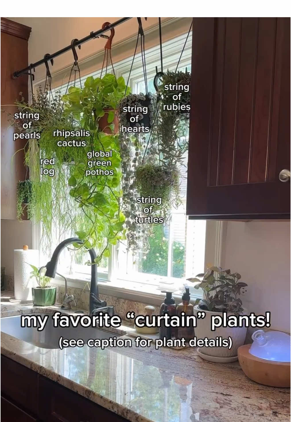 Who wants curtains if you can have plants! Here’s the plant line-up for my south facing kitchen window. It gets a lot of sun! 📸: @lorrileezander on IG 🪴String of pearls 🪴Red log 🪴Rhipsalis cactus 🪴Global green pothos 🪴String of hearts 🪴String of turtles 🪴String of rubies Each of these has varying water requirements, but all do well with a lot of sun. #houseplants #houseplantclub #houseplantsofinstagram #houseplantlove #houseplantcommunity #houseplantclub #houseplantsmakemehappy #houseplantdiary #houseplantaddict #houseplantlover #houseplanthome #houseplantdesign #plantcare #plantfilledhome #plantdecorideas #plantlover #plantlife #plantmom #plantparenthood #plantsmakepeoplehappy #plantsmakemehappy #plantstyling #plantstyle #plantgang #plantcollection #plantcollector #plantsofinstagram #plantparentcommunity #plantnerd