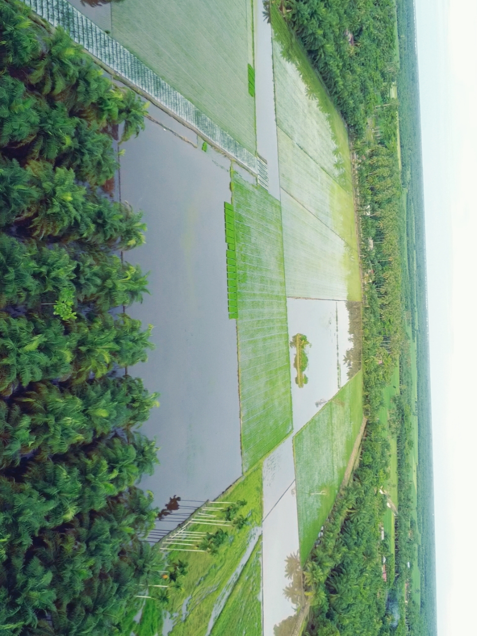 hijau,  #petani #petanipadi #petanimilenial #petanimuda  #dji  #cinematic #pesonapetani 