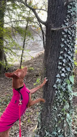 Ricordatevi che quando volete un Pharaoh, questo è incluso nel pacchetto: memoria di razza. #pharaohhound #pharaohhounditalia #canedeifaraoni #kelbtalfenek #pharaonhound #pharaohhoundsoftiktok #fyp #memoriadirazza #sighthound #sighthoundsoftiktok 