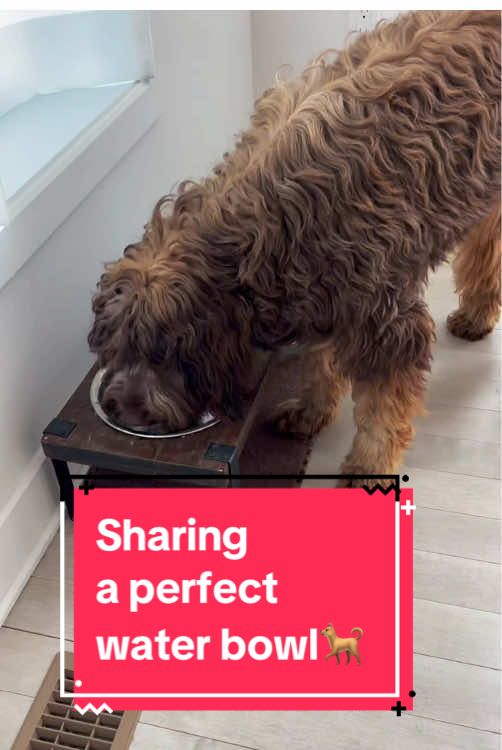 Does your dog make a mess when drinking out of their water bowl 🤦‍♀️#pupphub #zerosplash #zerosplashbowl #dogbowl #waterbowl 
