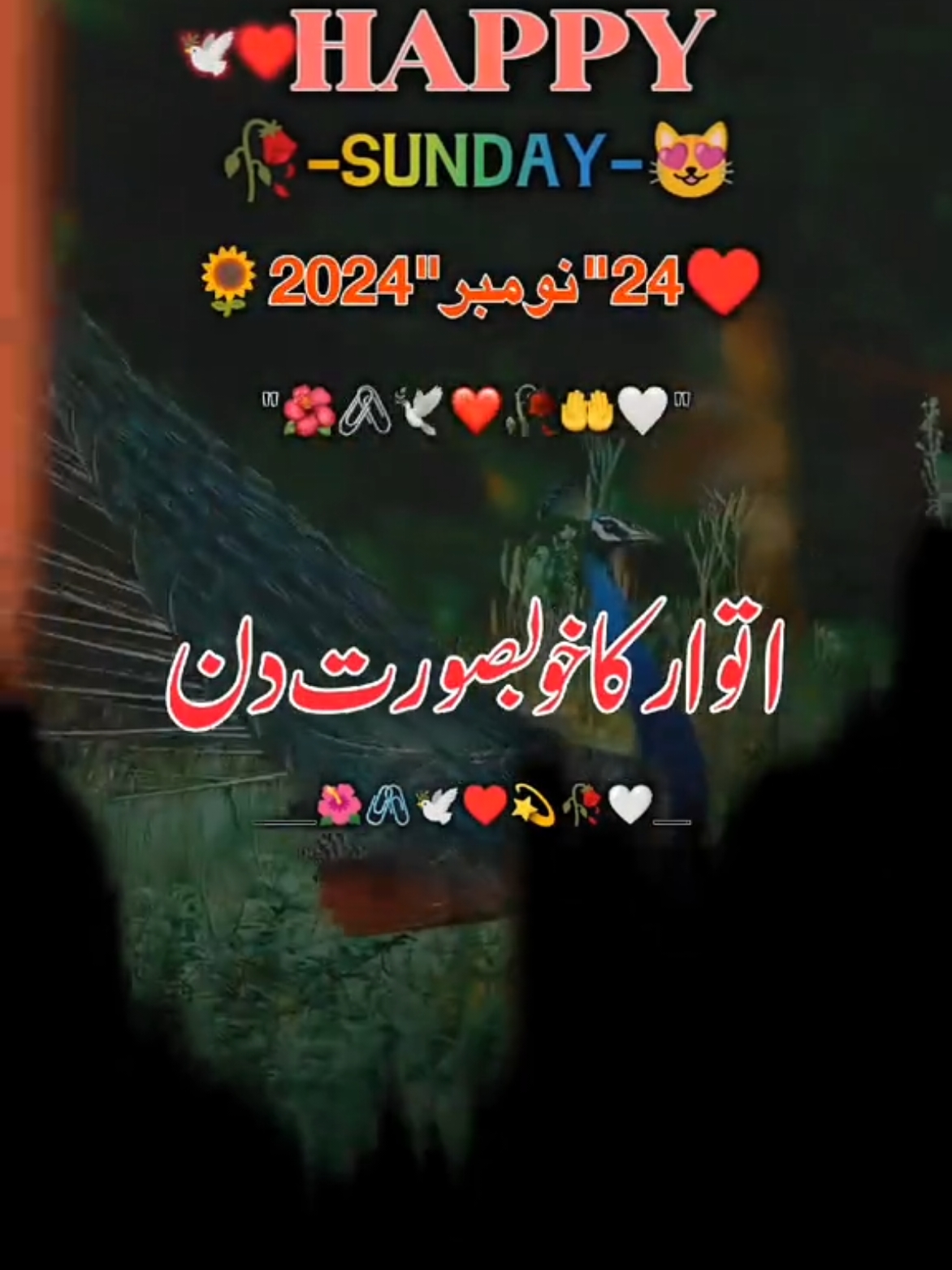 اتوار کا دن مبارک ہو 🥀 ♥️ HELLO TIKTOK TEAM HALP💔🥺🙏#foryou #unfrezzmyaccount #besuperior #trendingvideo #zainyfame #viral #trending 