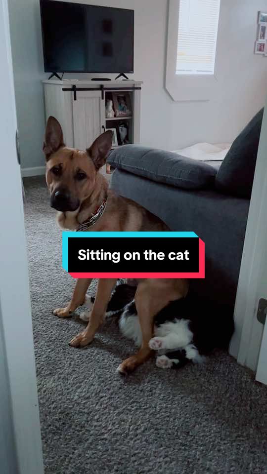 Never a dull moment 😂🤣 #catanddog #dogandcat #funnyanimalvideos #funnydogvideos #funnycatmoments #petsarefamily #catsanddogsoftiktok #funnypetvideos #dogmomlife #catmomlife #dogsarefunny 