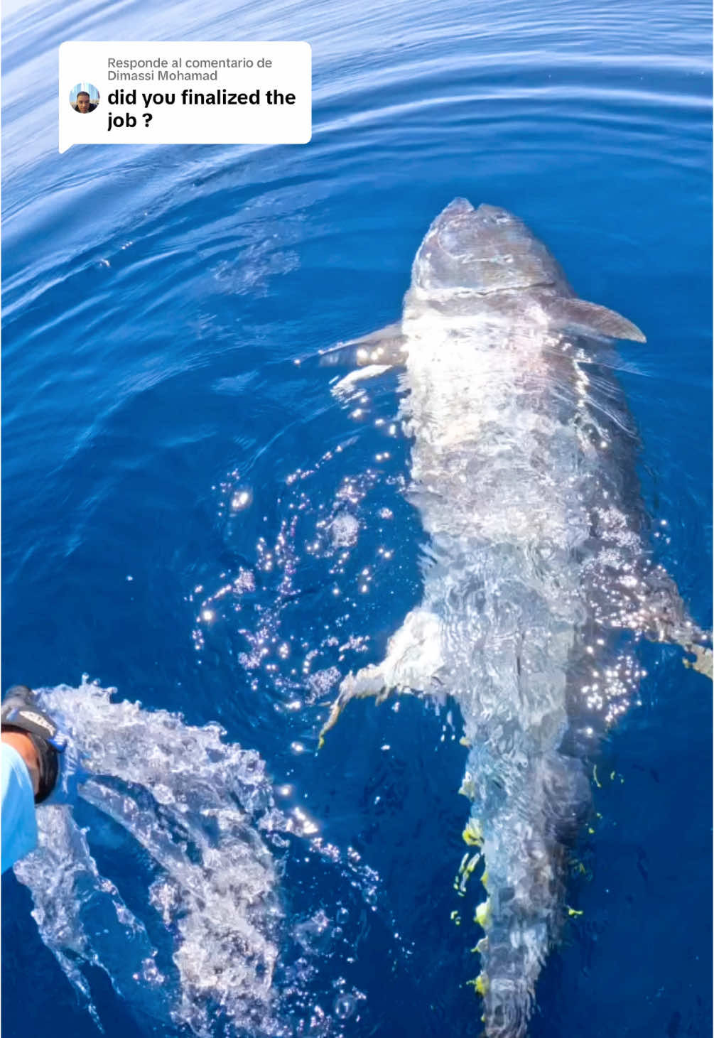 Respuesta a @Dimassi Mohamad Finished job!!! Catch and release for this beautiful bluefin tuna!! #finhunters #finhuntersgear #tuna #tunafishing #bluefintuna #fishing #fishinglife #offshorefishing #catchandrelease #viral #foryou #parati #fyp 