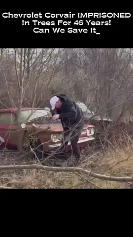 Chevrolet Corvair IMPRISONED In Trees For 46 Years! _ Can We Save It_ #barnfinds #classiccars #Repair #restorationsskills, #restoration, #restore, #restoring , #DIY #creation #fyp #fypシ #foryou #foryoupage #viral #Abandoned