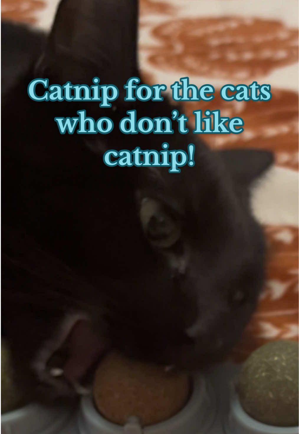 I was worried she wouldnt like it becsuse shes never enjoyed catnip before! Save to say she had fun 🩷🐈‍⬛ #catnip #funnycats #cattoks #blackcats #tiktokshopfyp #catfinds 