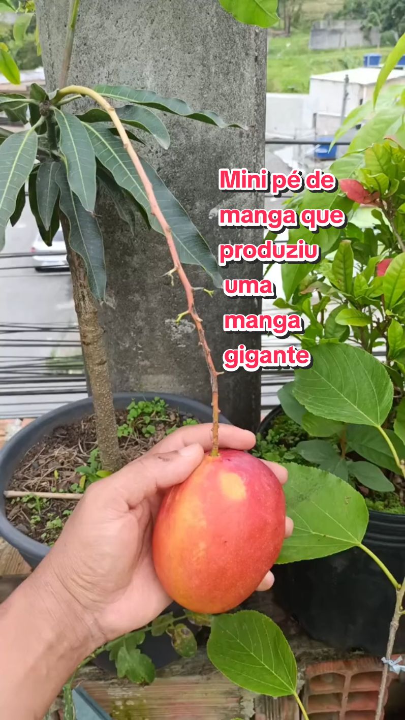 uma perfeição da natureza  #viralvideos #fyp #viral #naturezaperfeita #natureza #naturezaperfeita #viral #top  #fyp # #frutiferas @Juh @Anailson natureza 