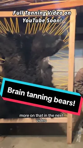Brain tanning bear hides the traditional way to make soft, warm, preserved furs for winter clothing. These bears were ethically taken by a hunter, and the hides gifted to us so nothing would go to waste. #fypシ 