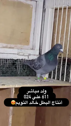 من الستوكاتي الخاصه اخ 4 نهائي بتايا وعم 10 نهائي بتايا وجد الأول علي المشتركه وعدة مراكز 😍#زاجل #لوفت_الهجن 