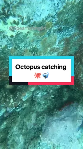 Catch octopus  #spearfishing #fishing #octopus #usa_tiktok #fyp 