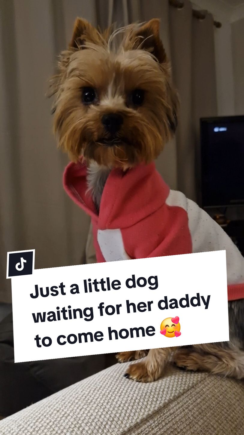 Its her daddy's birthday and she's patiently waiting for him to come home as she knows he gets back around this time 🥰 #yorkshireterrier #yorkiesofficial #yorkiemommy #yorkiemummy #yorkieslife #yorkiemum #yorkiemom #yorkshire_terrier #yorkshire_terriers #yorkiesoftiktok #yorkiedad #yorkiedaddy 