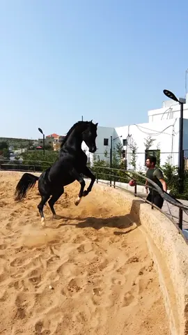 #foryoupage #lebanon #horses #خيل 