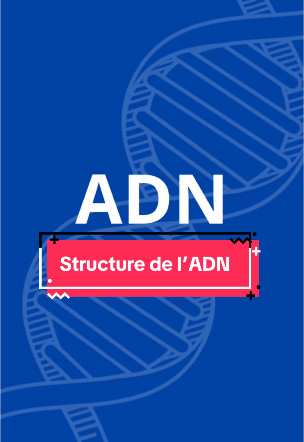 Structure de l’ADN 🧬 #svt #biologie #tiktokacademie #spesvt #lycee #college #apprendresurtiktok #terminale #pourtoi #science #explore 