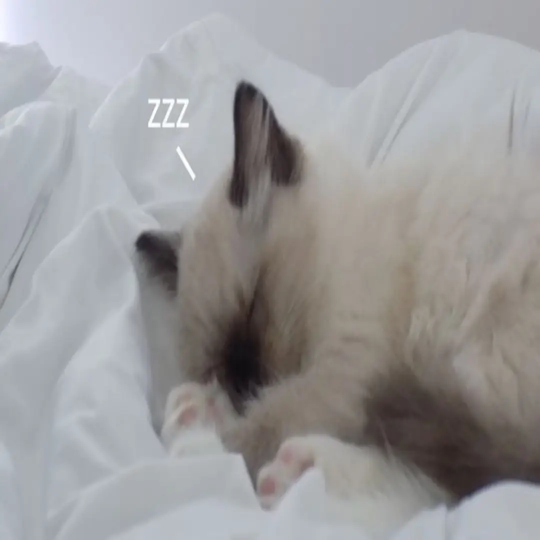 💤💤 #kitty #catsoftiktok #awesomesauce #zzz #eepycat #eepy #sleepycat #aaaa#cats #meow #cutecats #targetaudience #epic #relatable #skibidi #fyp #foryoupage #foryou #fy #viraltiktok #smallcat #kittycat  