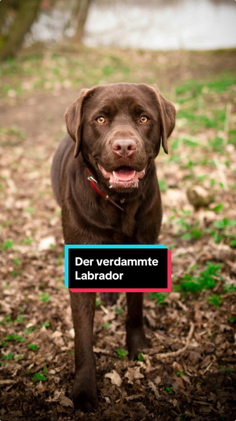 Triff den Labrador. #labrador #labradorwelpen #labradorretriever #hundeliebe 