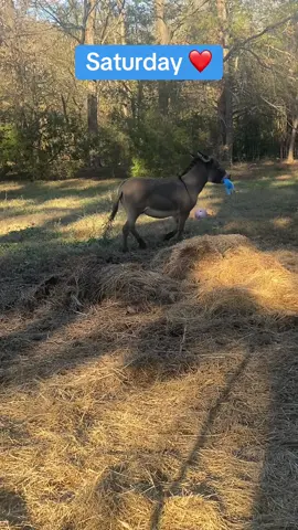 @Sam Swanson702 thanks so much for sending Donkey the blues chicken. He had a hard time squeezing it because its made out of a thicker plastic material than he’s used to. I left it in the sun all day in my greenhouse but apparently it was still a little too hard. We appreciate you! 🫏🥰#donkeys #happy #joy #pets #PetsOfTikTok #pettricks #animalsfunny 