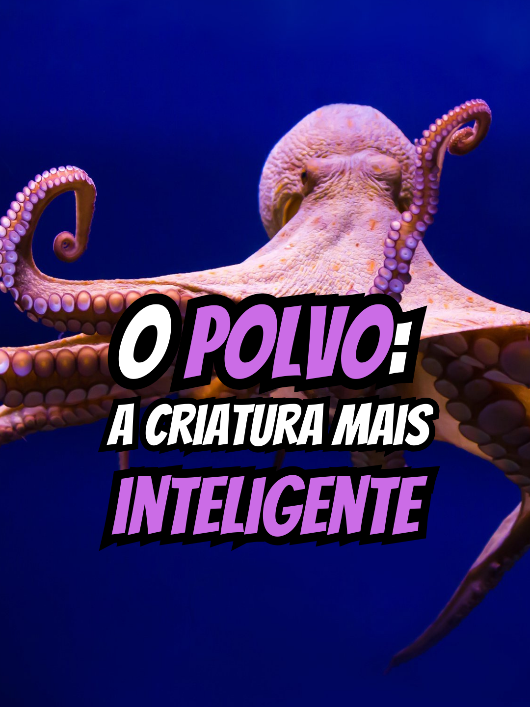 O polvo, a criatura mais inteligente dos mares. #polvo #curiosidades #biologia #biologiamarina #vidaanimal