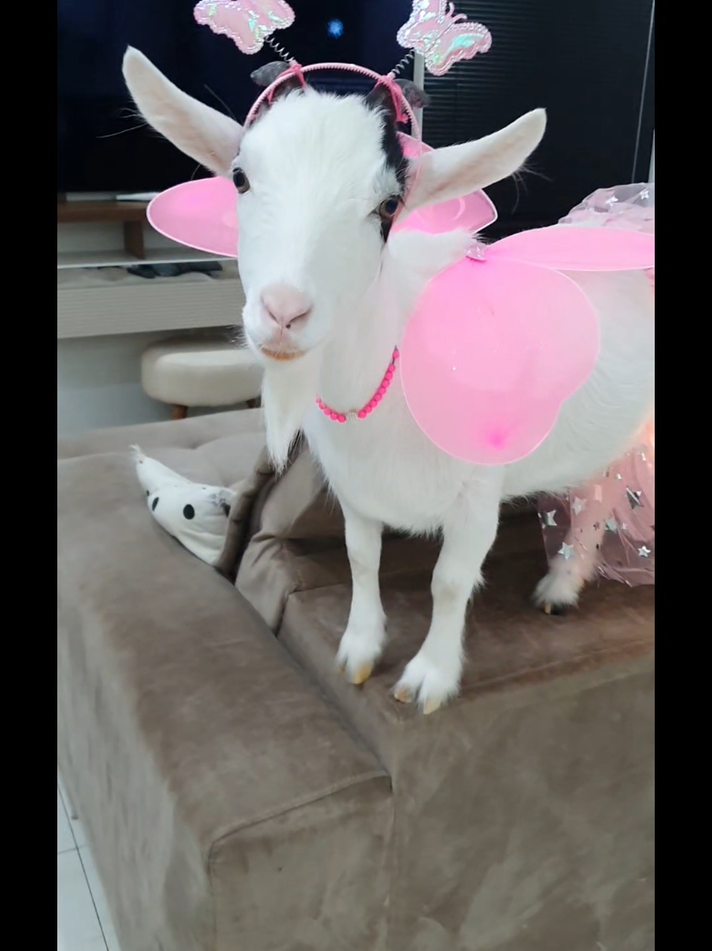 OLHA A PRINCESA AI GENTE❤😀🐐🥰FADA DE MILHÕES 