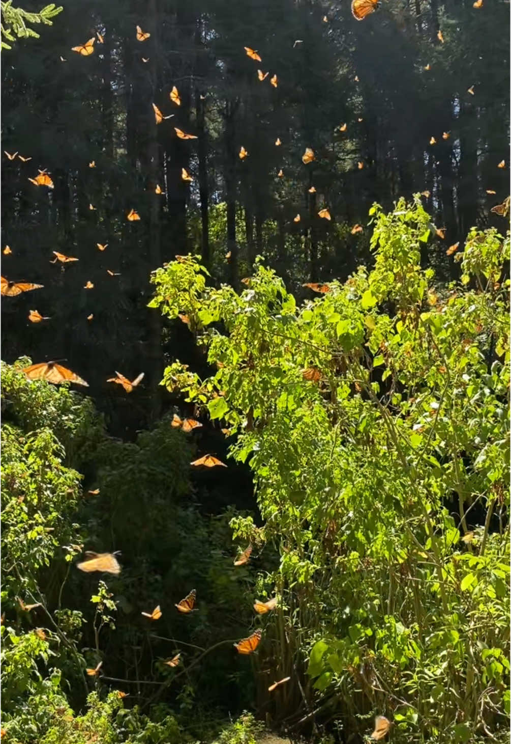 Quiero volver a verlas 💜🦋✨ #beauty #nature #naturaleza #bosque #mariposa #mariposamonarca #senderismoresponsable #respectnature #belleza #woods #fyp 