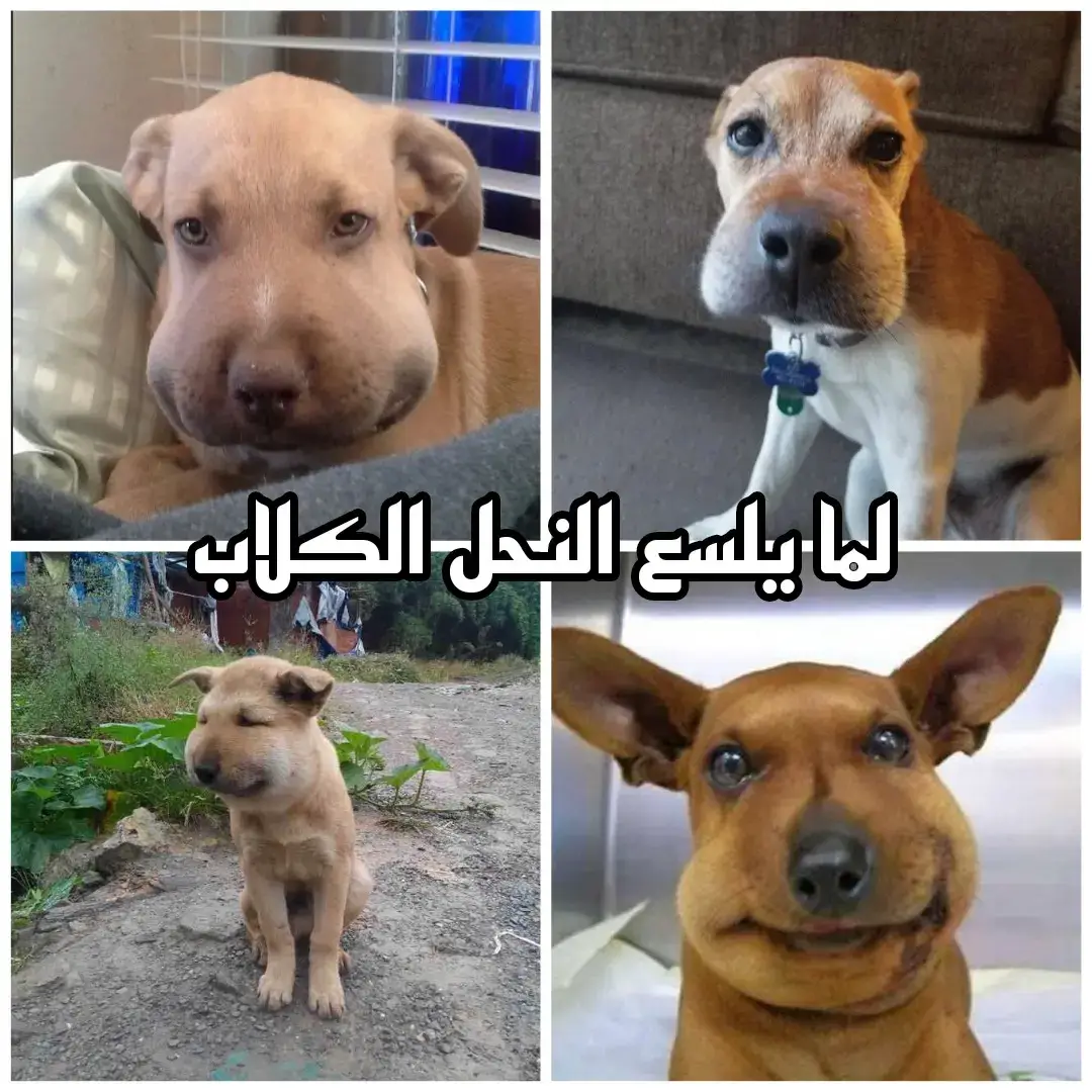 لما يلسع النحل القطط و الكلاب ماذا يحدث