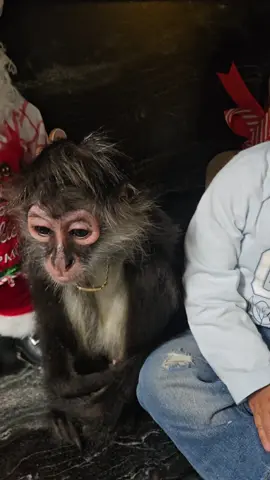 jejje les encanta el mango a @Julia 👑 TikTok 🙈🙈🙈 #julia #monkey #chango #rafaelito 