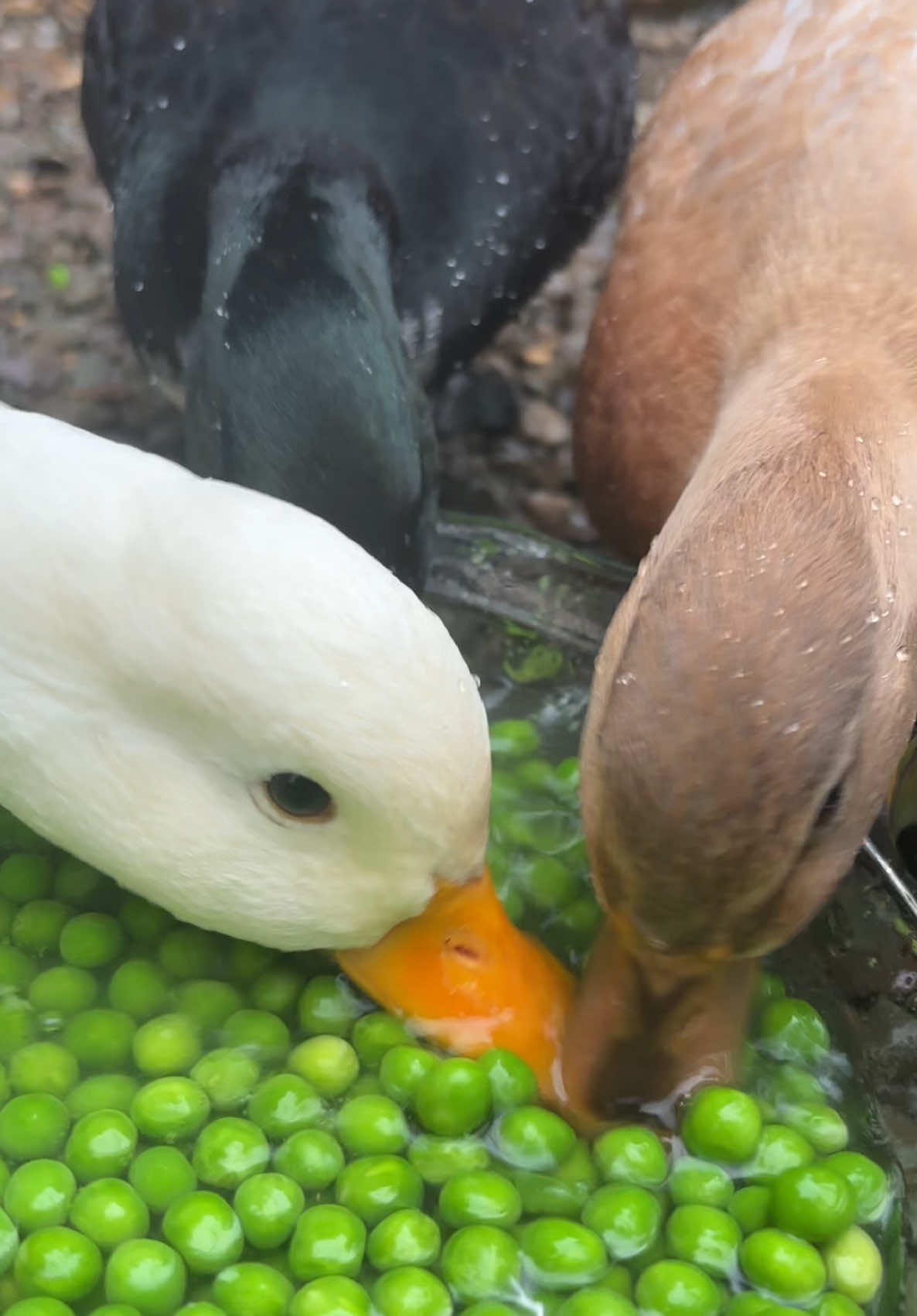 Today was an odd day here, its been raining for 3 days and all of the animals seemed to be just as annoyed about that as we have been 😭 hoping for better weather tomorrow! #ducks #callduck #ducksoftiktok🦆 #ducktok #callduck #homestead #duckasmr