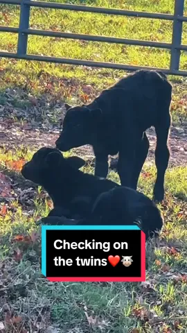 Checking on the twins🐮❤️ #twincalves #twinsoftiktok #simmental #simmentalcattle #babycows 