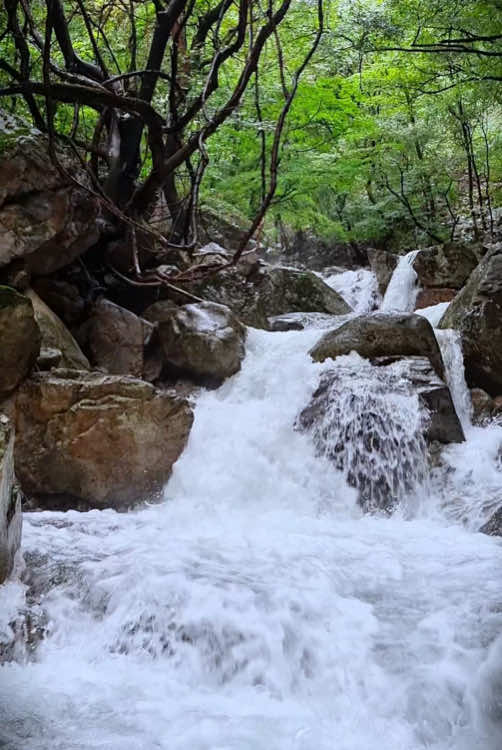 Calm valley 🌳💦 #naturevibes #nature #valley #forest #calm #relax #livewallpaper #koreatravel #yongmunsan #yongmunsa #용문산 #용문사 #용문산계곡 #용문사계곡 #용문산관광단지 