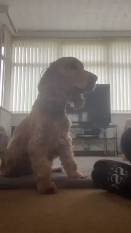 The tail waggin🥹 #dog #cockerspaniel 