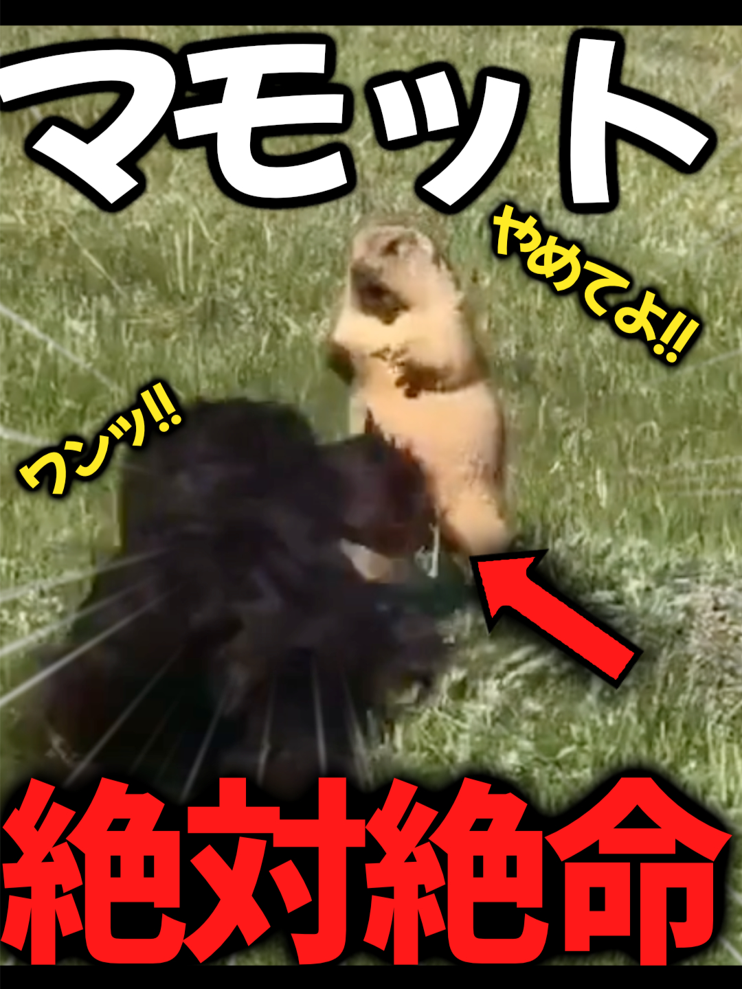 #可愛いペット #ペットのいる暮らし #変な生き物 #動物 #マーモット #marmot